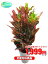 観葉植物 クロトン 7号【激安!おしゃれな大型観葉植物1999円!?】お部屋のインテリア装飾、法人・飲食店など店舗の飾りに新築祝い開店祝い、お祝いの贈り物に格安人気観葉植物をどうぞ!☆最安値 贈答 父の日 ギフト プレゼント☆