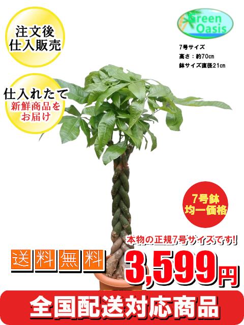 観葉植物　パキラ　7号【激安！おしゃれな大型観葉植物3599円！?】お部屋のインテリア装飾、法人・飲食店など店舗の飾りに新築祝い開店祝い、新生活応援　格安人気観葉植物をどうぞ！☆最安値　贈答　父の日　引っ越し祝い　プレゼント☆