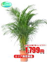 観葉植物 アレカヤシ 7号【エリア限定激安!おしゃれな大型観...