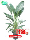 観葉植物 オーガスタ 7号【エリア限定激安!おしゃれな大型観...