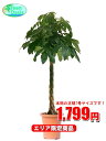 観葉植物 パキラ 7号【エリア限定激安!おしゃれな大型観葉植...