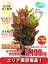観葉植物 クロトン 7号【エリア限定激安!おしゃれな大型観葉植物3199円!?】お部屋のインテリア装飾、法人・飲食店など店舗の飾りに新築祝い開店祝い、お祝いの贈り物に格安人気観葉植物をどうぞ!☆最安値 贈答 父の日 ギフト プレゼント☆