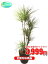 観葉植物 コンシンネ 8号【激安!おしゃれな大型観葉植物で3999円!?】お部屋のインテリア装飾、法人・飲食店など店舗の飾りに新築祝い開店祝い、お祝いの贈り物に格安人気観葉植物をどうぞ!☆最安値 贈答 父の日 ギフト プレゼント☆