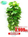 観葉植物 ポトス 8号【激安!おしゃれな大型観葉植物3999...