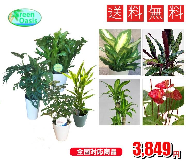 アレカヤシ 観葉植物 おまかせ観葉植物セット　5号2鉢、4号2鉢セット　【観葉植物4鉢セット】激安　観葉植物　5号　4号　インテリア　リビング　園芸　パキラ　ポトス　アレカヤシ　セローム　クロトン　マッサンゲアナユッカ　各種ドラセナ　etc