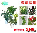 バキラ おまかせ観葉植物セット　5号2鉢、4号2鉢セット　【観葉植物4鉢セット】激安　観葉植物　5号　4号　インテリア　リビング　園芸　パキラ　ポトス　アレカヤシ　セローム　クロトン　マッサンゲアナユッカ　各種ドラセナ　etc