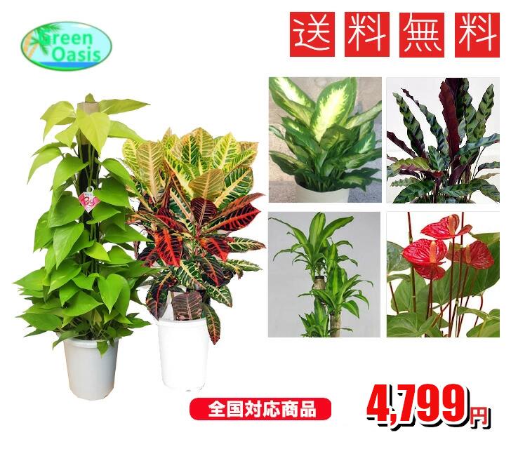 アレカヤシ 観葉植物 おまかせ観葉植物6号　2鉢セット　【観葉中鉢2鉢セット】激安　観葉植物　6号　インテリア　リビング　園芸　パキラ　ポトス　アレカヤシ　セローム　クロトン　マッサンゲアナユッカ　各種ドラセナ　etc