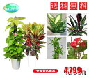 おまかせ観葉植物6号　2鉢セット　激安　観葉植物　6号　インテリア　リビング　園芸　パキラ　ポトス　アレカヤシ　セローム　クロトン　マッサンゲアナユッカ　各種ドラセナ　etc