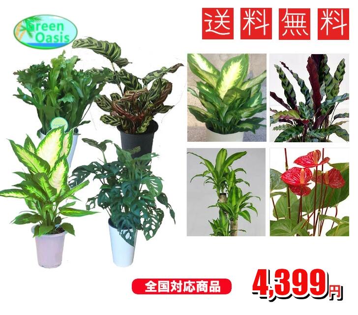 観葉植物 クロトン の育て方 季節に合わせて上手に成長させるコツを解説 暮らし の