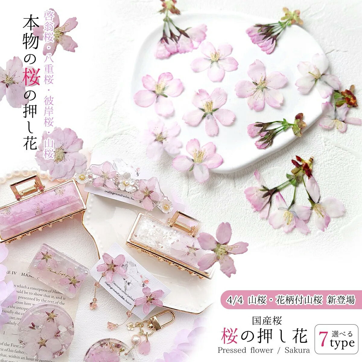 3/10新作登場 【押し花】国産 桜の花セット さくら 花びら 花柄付き ドライフラワー プリザーブドフラワー レジン封入 春 まるごと 本物 日本製 アクセサリー 手芸 クラフト 《選べる5種》のサムネイル