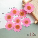 【押し花】ノースポール 花 はな フラワー ドライフラワー flower マーガレット プリザーブドフラワー セット 本物 植物 ネイル レジン封入 クラフト ...