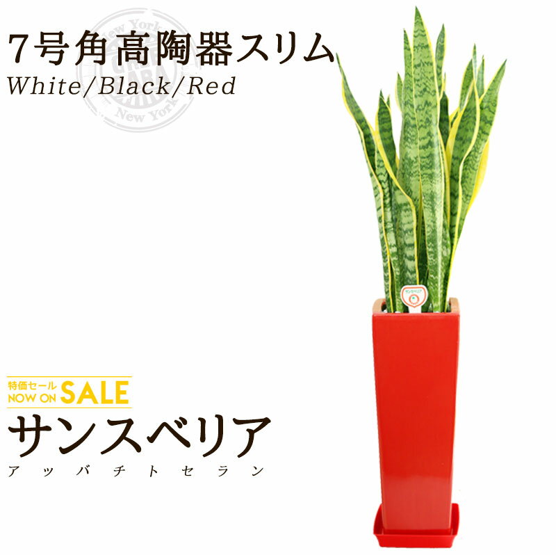 楽天市場】サンスベリア スタッキー(高さ(植物)71 ~ 130.9cm 楽天市場】サンスベリア スタッキー(高さ(植物)71 ~ 130.9cm