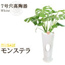 【送料無料】モンステラ(7号/約95cm)モンステラ穴高陶器(白色)人気のある育てやすい観葉植物【送料込/大型/インテリア/鉢/おすすめ/安い/おしゃれ/激安/...