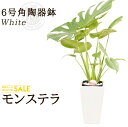 【送料無料】モンステラ(6号/約65cm)モンステラ角陶器鉢(白色)人気のある育てやすい観葉植物【送料込/インテリア/鉢/おすすめ/安い/おしゃれ/激安/ギフト...