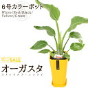【送料無料】ストレリチア・オーガスタ(6号/約70cm)カラーポット(白色・赤色・黒色・緑色・黄色)強くて育てやすい観葉植物【送料込/大型/インテリア/鉢/恋愛...