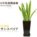 【送料無料】サンスベリア(6号/約70cm)角高陶器鉢(白色/黒色)育てやすく空気浄化の効果も高い観葉植物【送料込/インテリア/鉢/恋愛運/おすすめ/安い/おし...