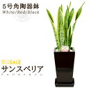 【送料無料】サンスベリア(5号/約60cm)角陶器鉢(白色/赤色/黒色)育てやすく空気浄化の効果も高い観葉植物【送料込/小型/インテリア/鉢/恋愛運/おすすめ/...
