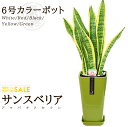 【送料無料】サンスベリア(6号/約70cm)カラーポット(白色/赤色/黒色/黄色/緑色)育てやすく空気浄化の効果も高い観葉植物【送料込/小型/インテリア/鉢/恋...
