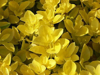 目隠しになるおしゃれな庭木15選 植木や生垣にピッタリの常緑樹をご紹介 暮らし の 目隠しになるおしゃれな庭木15選 植木や生垣にピッタリの常緑樹をご紹介 暮らし の