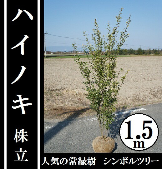 全日本送料無料 150cm シンボルツリー 常緑樹 ハイノキ 株立 樹高1 5m前後 グリーンpeace Www Rccgeuyouths Org 全日本送料無料 150cm シンボルツリー 常緑樹 ハイノキ 株立 樹高1 5m前後 グリーンpeace Www Rccgeuyouths Org