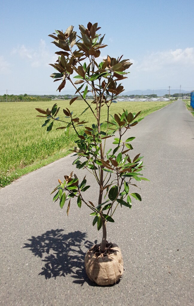 送料無料 120cm 庭木 花木 植木 常緑樹 シンボルツリー【タイサンボク(リトルジェム)　樹高1.2m前後】