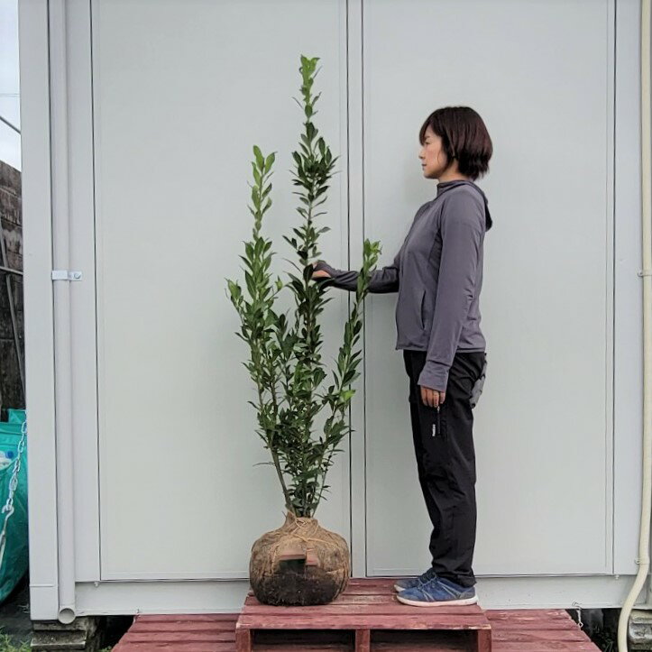 スパイスの代表 日本の家庭でもおなじみ 生垣 庭木 スパイス 150cm 常緑樹 150cm スパイス 植木 観葉植物 植木 ハーブ シンボルツリー 樹高1 5m前後 送料無料 大型 月桂樹 ローリエ