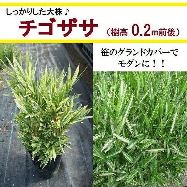 送料無料 20cm 40株セット 庭木 グランドカバー 下草 和風 植木 半常緑【チゴザサ 40株セット 樹高0.2m前後】 2