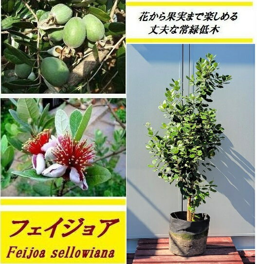 送料無料 100cm 120cm シンボルツリー 庭木 常緑樹 収穫果樹 植木【フェイジョア 樹高1.0〜1.2m】