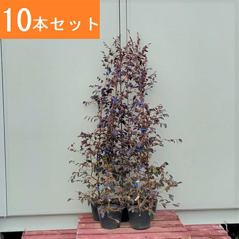 120cm 10本セット 庭木 大人気生垣 常緑樹【トキワマンサク(赤葉赤花)『10本セット』樹高1.2m前後】 greenpeace-10000067 グリーンPEACE サンプル画像2