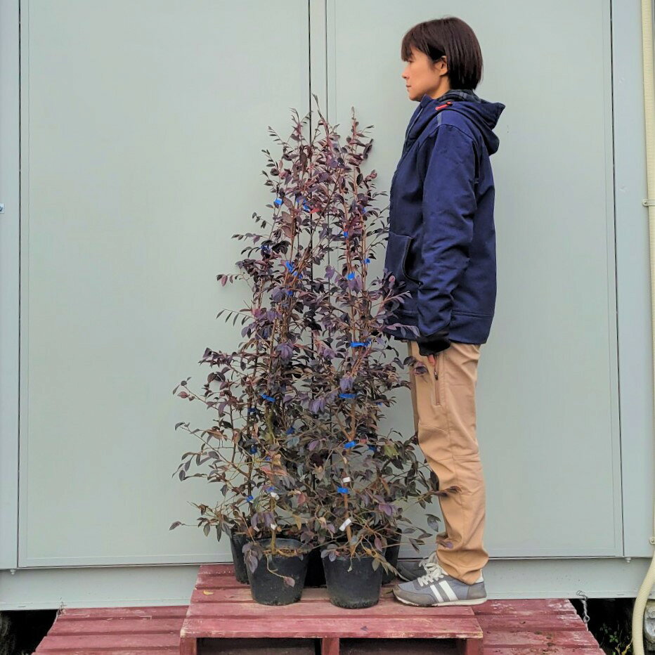 120cm 10本セット 庭木 大人気生垣 常緑樹【トキワマンサク(赤葉赤花)『10本セット』樹高1.2m前後】 greenpeace-10000067 グリーンPEACE サンプル画像3