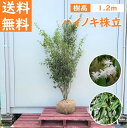 【 蕾なし 】アズマシャクナゲ『 土湯紅花 』 T217 樹高25cm 石楠花 苗 苗木 生垣 庭木 植木 記念樹 常緑樹 紅葉 低木 中低木