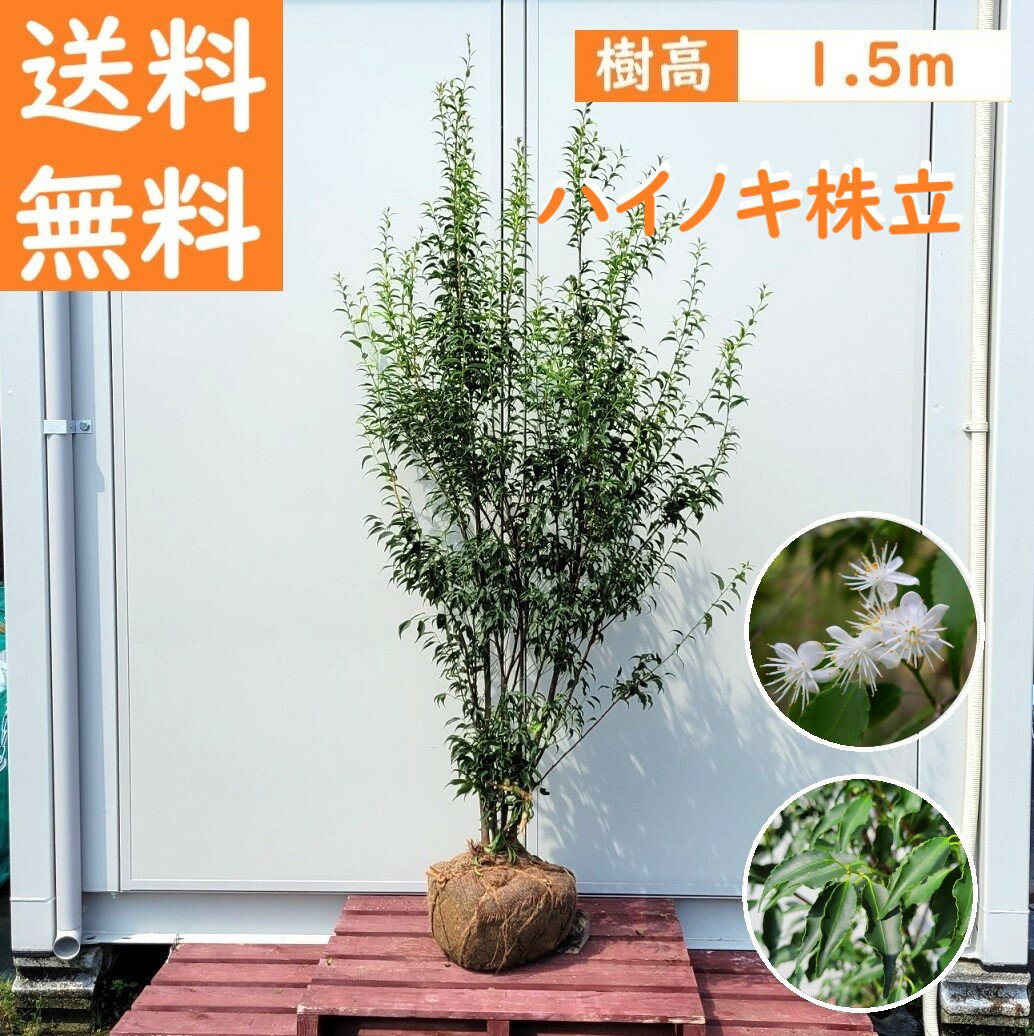 楽天市場】ハイノキ 庭木の通販 楽天市場】ハイノキ 庭木の通販