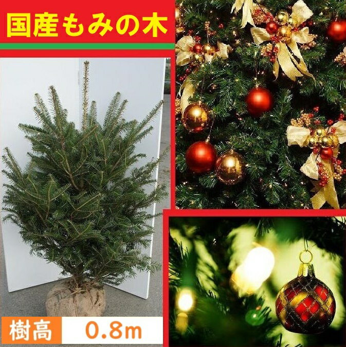 80cm クリスマスツリー 本物 国産 もみの木 シンボルツリー 庭木 常緑樹 鉢植え 室内【モミノキ ウラジロモミノキ 樹高0.8m前後】