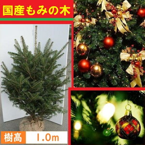100cm クリスマスツリー 本物 国産 もみの木 シンボルツリー 庭木 常緑樹 鉢植え 室内【モミノキ(ウラジロモミノキ)　樹高1.0m前後】