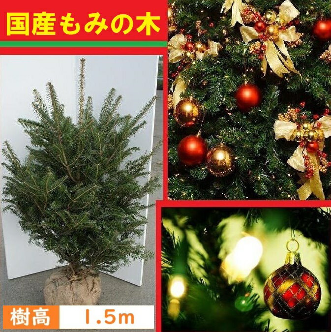 送料無料 150cm クリスマスツリー 本物 国産 もみの木 シンボルツリー 庭木 常緑樹 鉢植え 室内 大型【モミノキ ウラジロモミノキ 樹高1.5m前後】