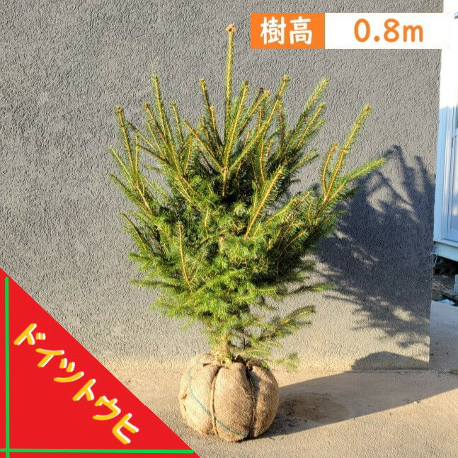 80cm クリスマスツリー シンボルツリー 庭木 常緑樹 鉢植え 室内