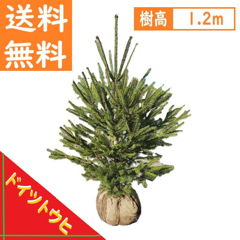 送料無料 120cm クリスマスツリー シンボルツリー 庭木 常緑樹 鉢植え 室内