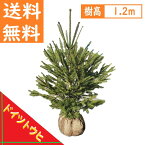 送料無料 120cm クリスマスツリー シンボルツリー 庭木 常緑樹 鉢植え 室内【ドイツトウヒ　樹高1.2m前後】