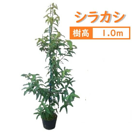 Rakuten - 100cm シンボルツリー 庭木 生垣 常緑樹 どんぐり【シラカシ 樹高1.0m前後】