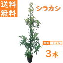 送料無料 120cm 3本セット シンボルツリー 庭木 生垣 常緑樹 どんぐり【シラカシ『3本セット』 樹高1.2m前後】