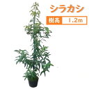 120cm シンボルツリー 庭木 生垣 常緑樹 どんぐり【シラカシ 樹高1.2m前後】