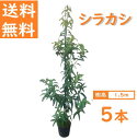 送料無料 150cm 5本セット シンボルツリー 生垣 庭木 常緑樹 どんぐり 大型【シラカシ『 5本セット』 樹高1.5m前後】