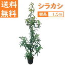 送料無料 150cm シンボルツリー 庭木 生垣 常緑樹 どんぐり【シラカシ 樹高1.5m前後】
