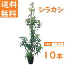 送料無料 150cm 10本セット シンボルツリー 生垣 庭木 常緑樹 どんぐり 大型【シラカシ『 10本セット』 樹高1.5m前後】