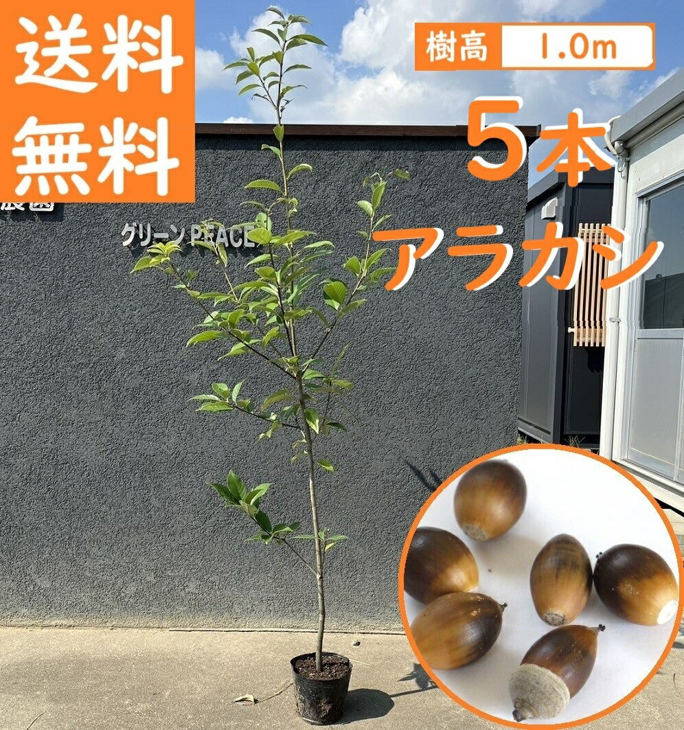 送料無料 100cm 5本セット シンボルツリー 生垣 庭木 常緑樹 どんぐり【アラカシ5本セット　樹高1.0m前後】