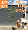 送料無料 120cm 10本セット シンボルツリー 生垣 庭木 常緑樹 どんぐり【アラカシ10本セット　樹高1.2m前後】