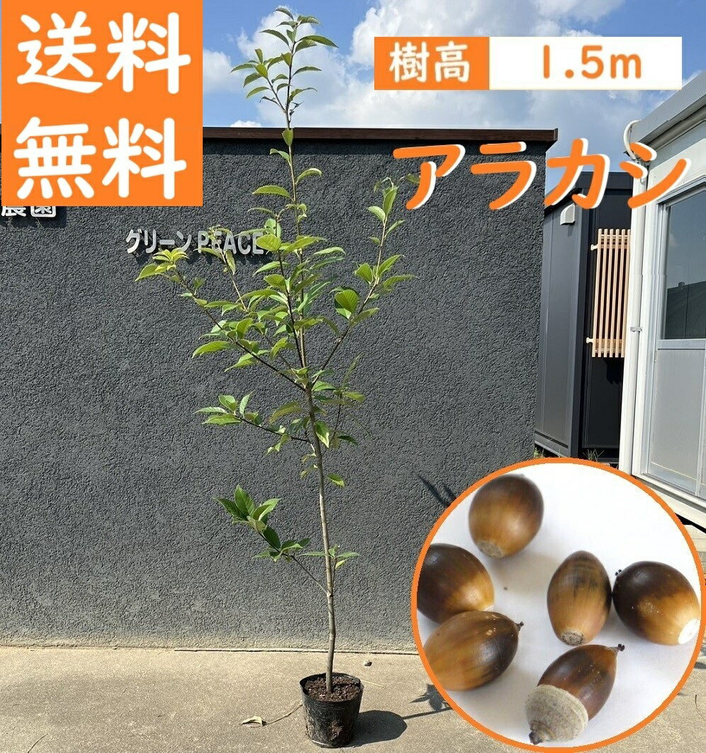 送料無料 150cm シンボルツリー 生垣 庭木 常緑樹 どんぐり【アラカシ　樹高1.5m前後】