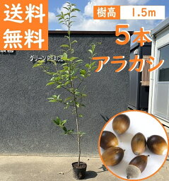 送料無料 150cm 5本セット シンボルツリー 生垣 庭木 常緑樹 どんぐり【アラカシ5本セット　樹高1.5m前後】