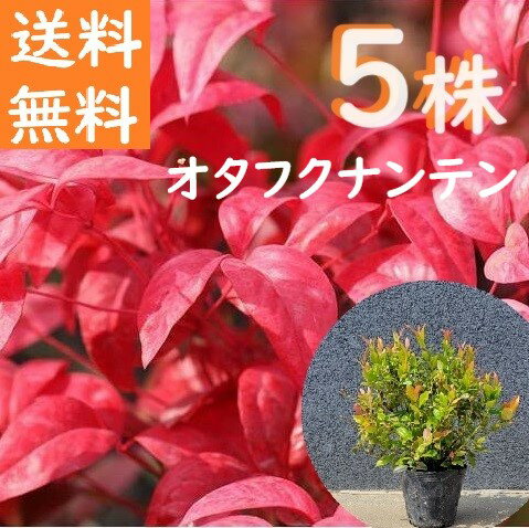 送料無料 20cm 25cm 5本セット 庭木 植木 グランドカバー 常緑樹 南天【オタフクナンテン『5本セット』 樹高0.2～0.25m】