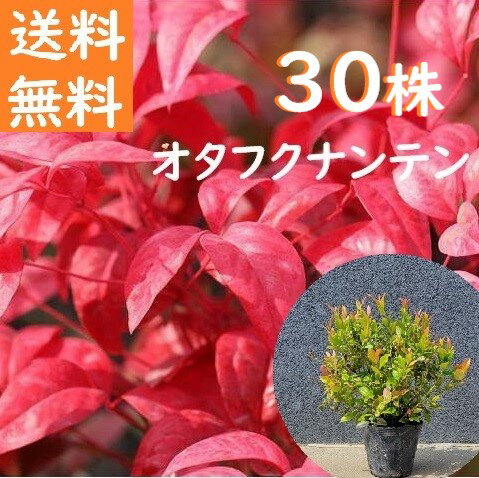 送料無料 20cm 25cm 30本セット 庭木 植木 グランドカバー 常緑樹 南天【オタフクナンテン『30本セット』 樹高0.2～0.25cm】